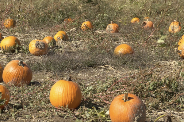 » CNY Drought Weather Impact Fall Harvest