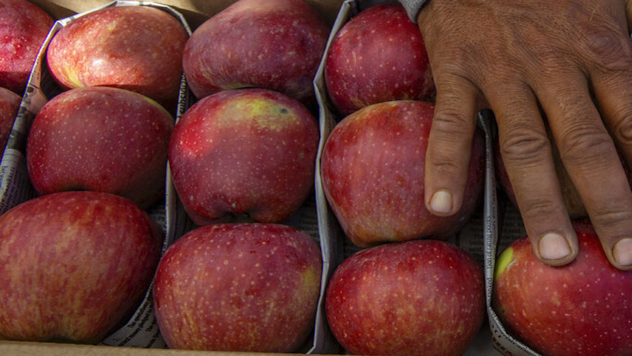 A bushel of apples is placed into a box.