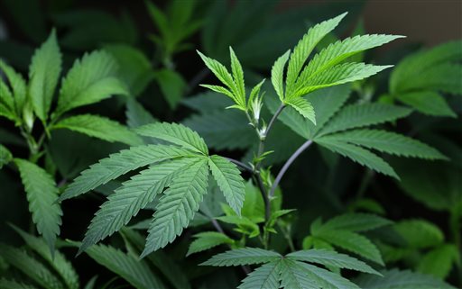 Medical Marijuana leaf pictured