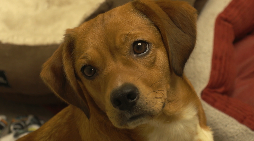 The CNY SPCA seized over 60 beagles from an Oneida County home.