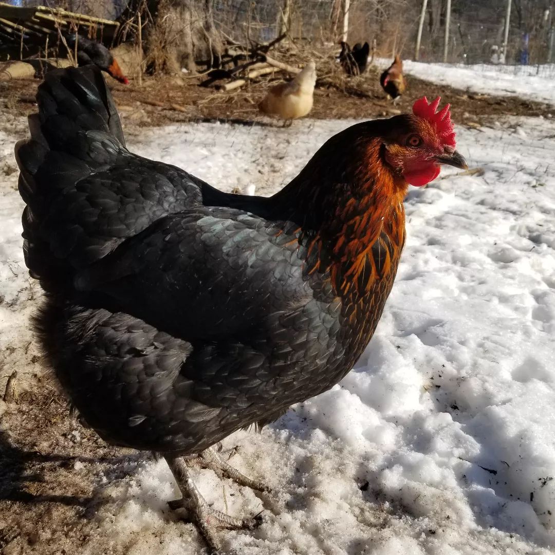 Chicken walks through snow.