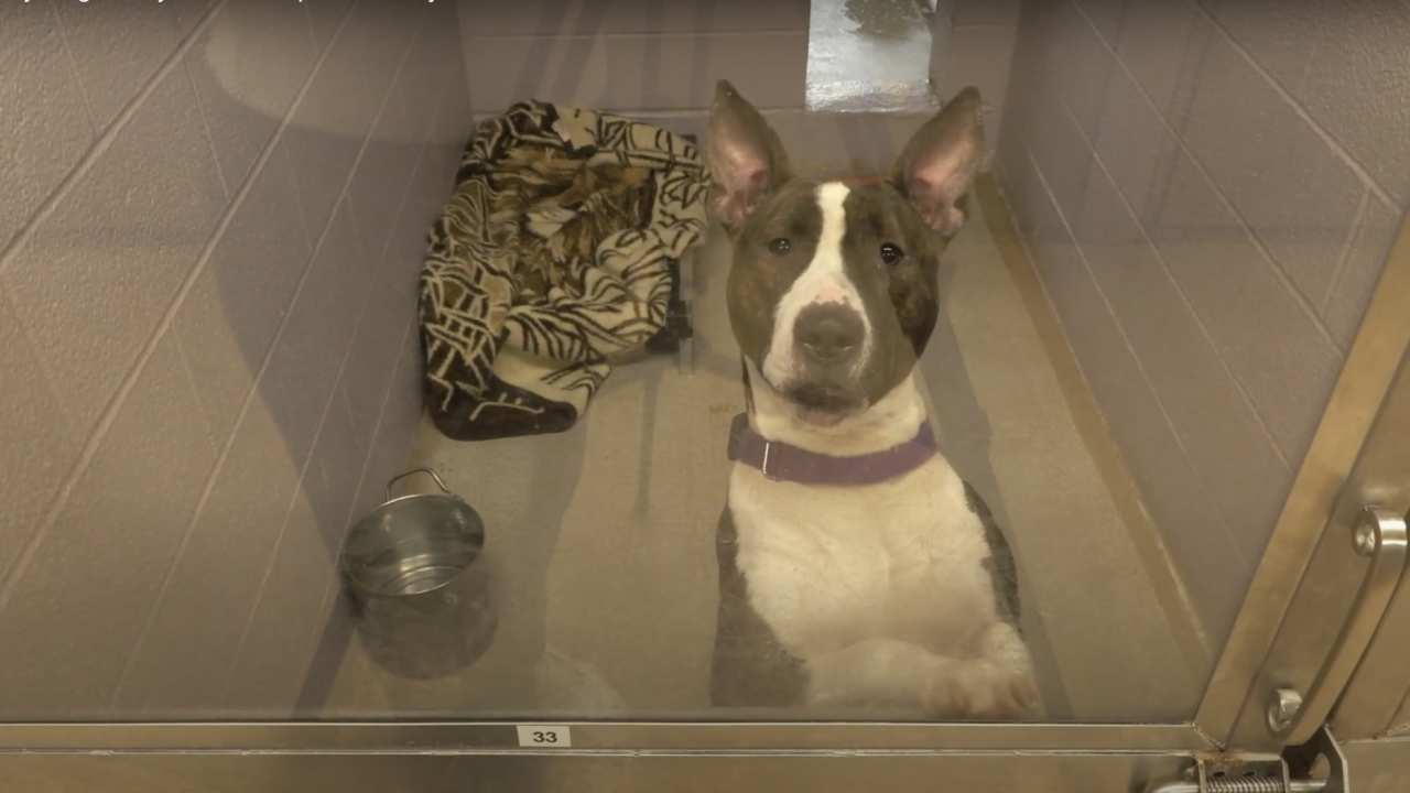 A stray at CNYSPCA poses for the camera while sitting in its kennel awaiting adoption.