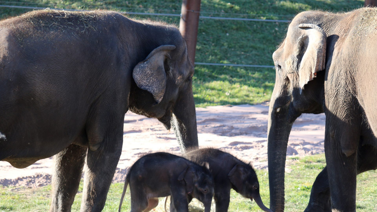 Four elephants, the grandma, mom, and two babies