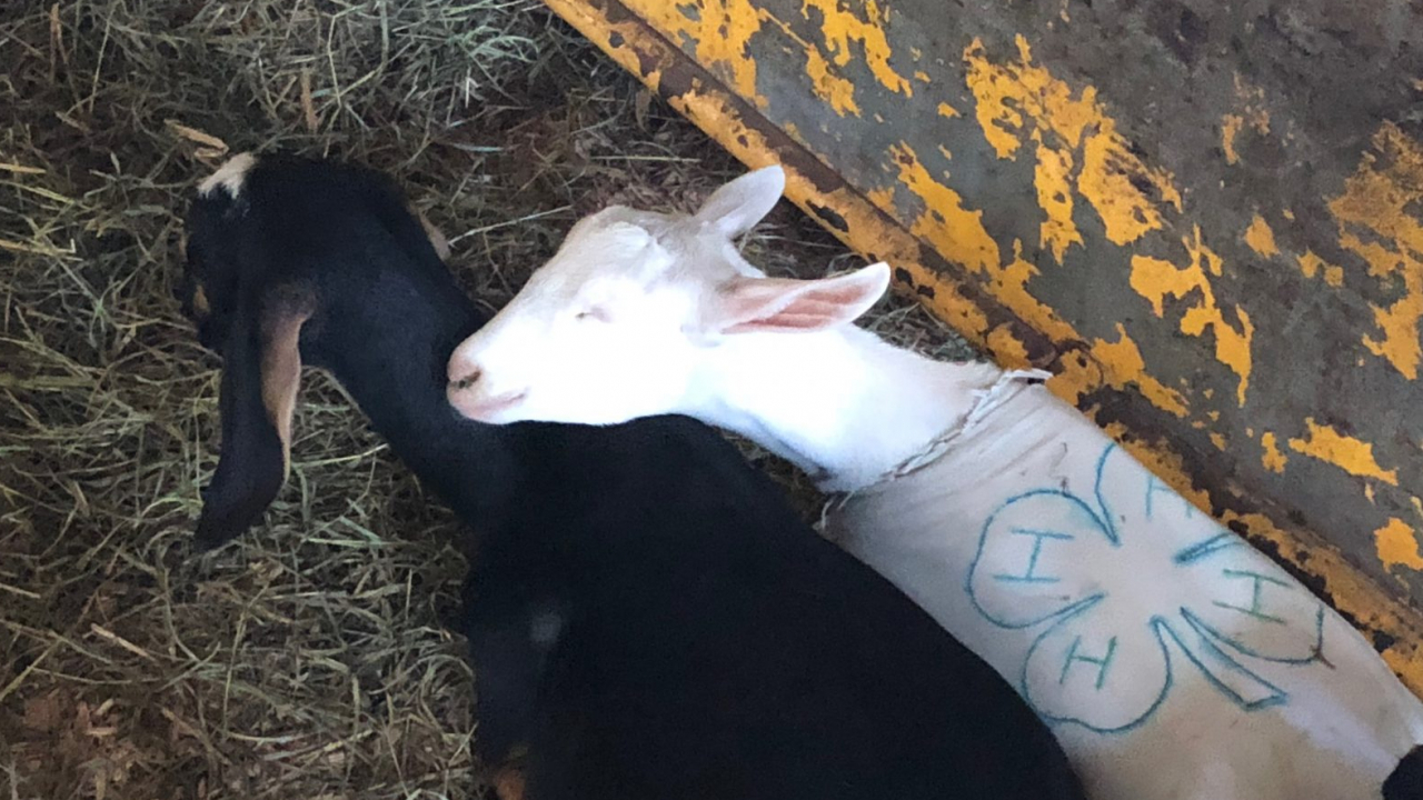 Young goats take a nap after their breakfast before the New York State Fair goat competitions start for the day.