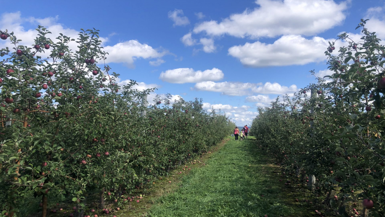 A row of apple trees at Beak and Skiff Apple Orchards.