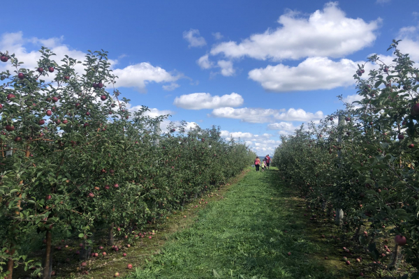 » Local Apple Orchard Ranked Best in Country