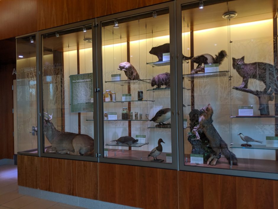 The other taxidermic animals on display at the Gateway Center at SUNY ESF were not damaged.