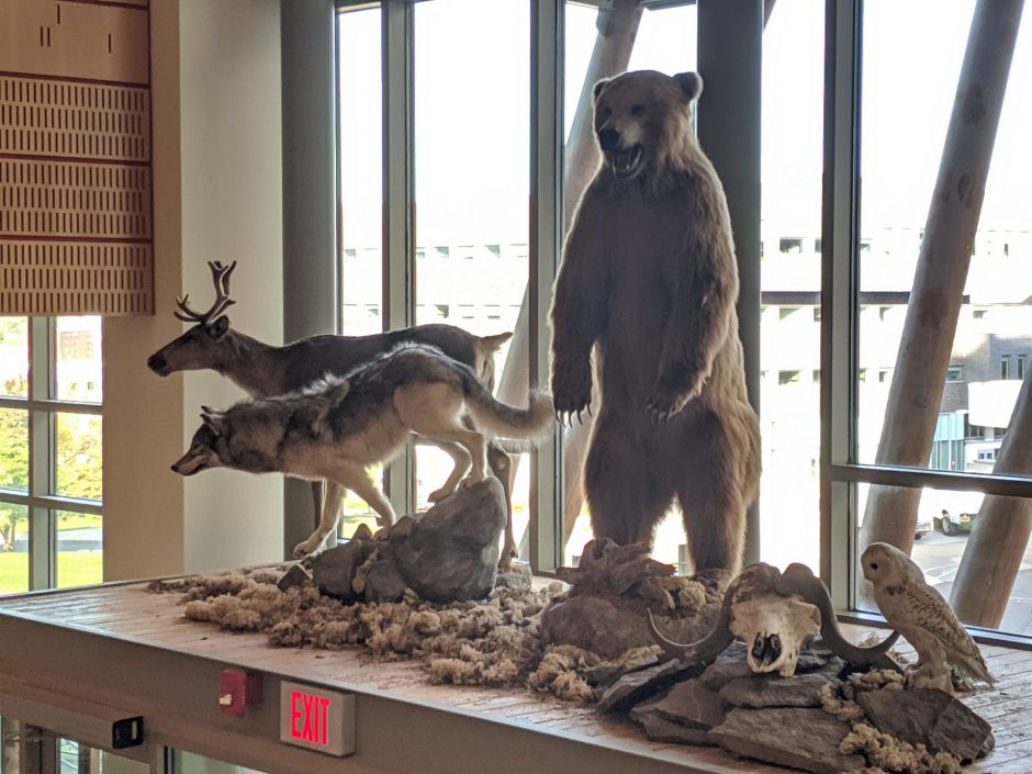Following the vandalism incident at SUNY ESF's Gateway Center, the Musk Ox has been removed. Other taxidermic animals remain.