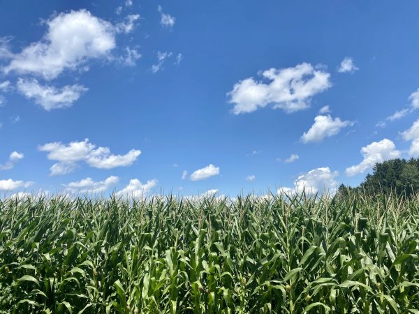 Corn growing in the Baldwinsville fields.