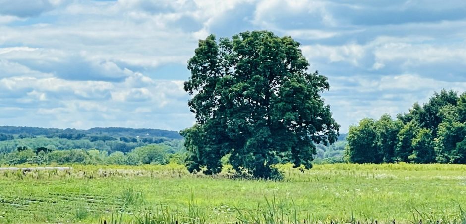 A giant tree in the middle of a field of crops.