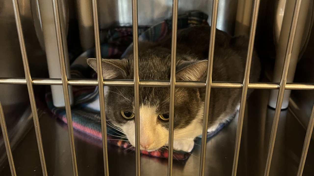 Cat in Animal Shelter