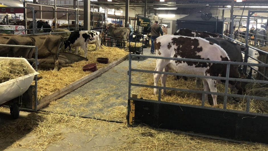 » Spring Dairy Carousel Brings Farmers to CNY