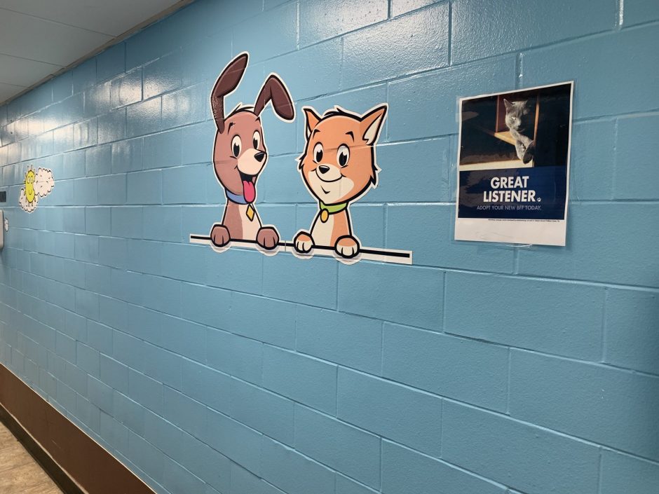 This is a dog and cat painted on the wall of the CNY SPCA.
