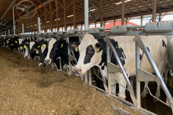 » Central New York Cows Enjoying Fair Trade Frenzy