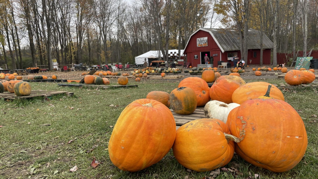 One group of customers bought $100 worth of pumpkins at The Pumpkin Hollow on Wednesday.