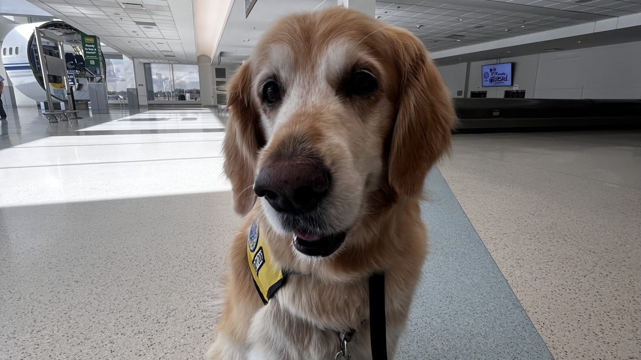 Ellie the golden retriever, from Paws of CNY, at the Syracuse airport.