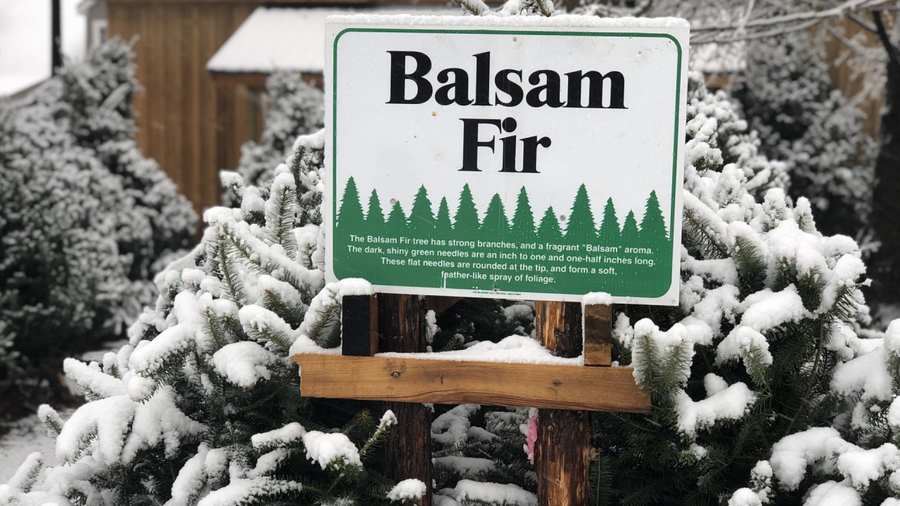 A sign that says "Balsam Fir," and Christmas Trees with snow around the sign.
