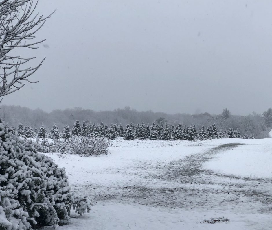 A field of Christmas Trees with snow falling and on the ground and trees.