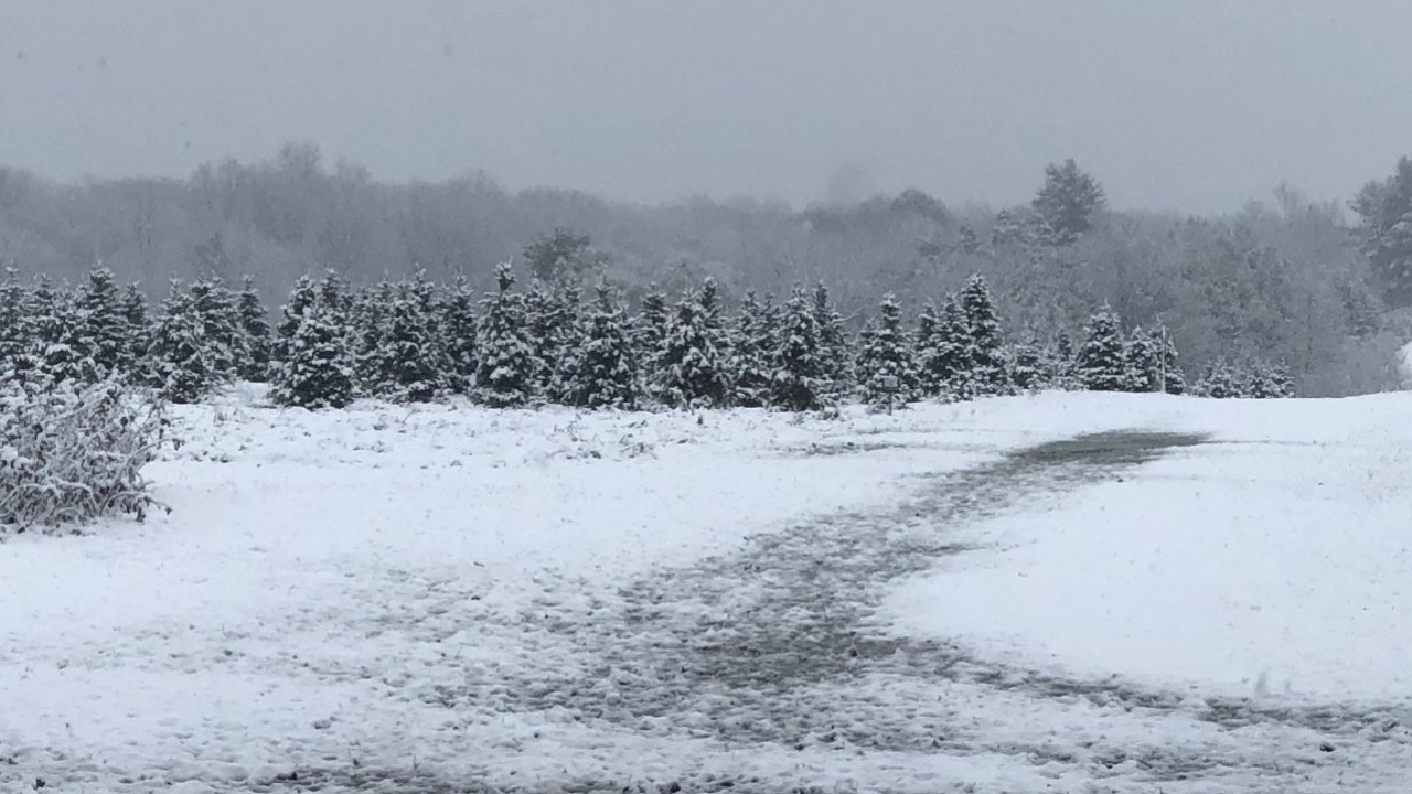 A field of Christmas Trees with snow falling and on the ground and trees.