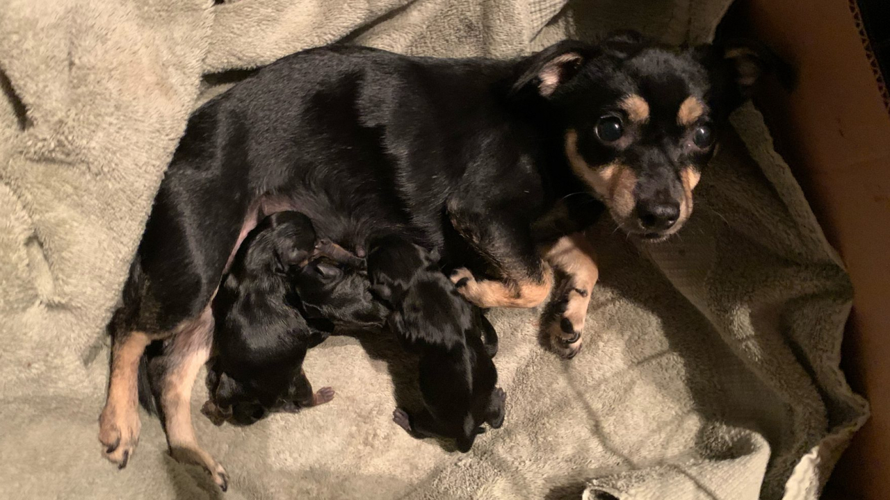 Taco with her four new puppies.