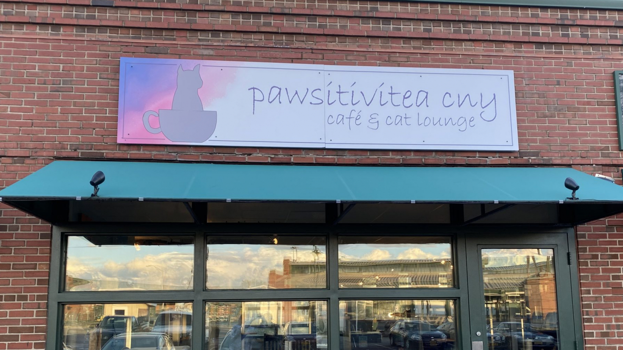 Storefront of cat café, Pawsitivitea CNY, in Syracuse, NY.