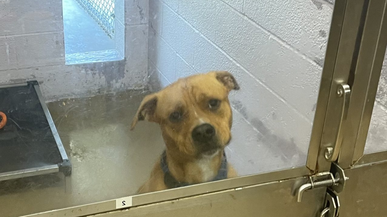 Adoption Returns And Heat Waves Concern Central New York Animal Shelters