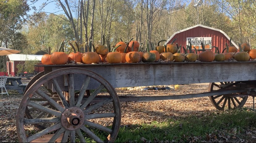 Pumpkins in a Barrel at The Pumpkin Hollow