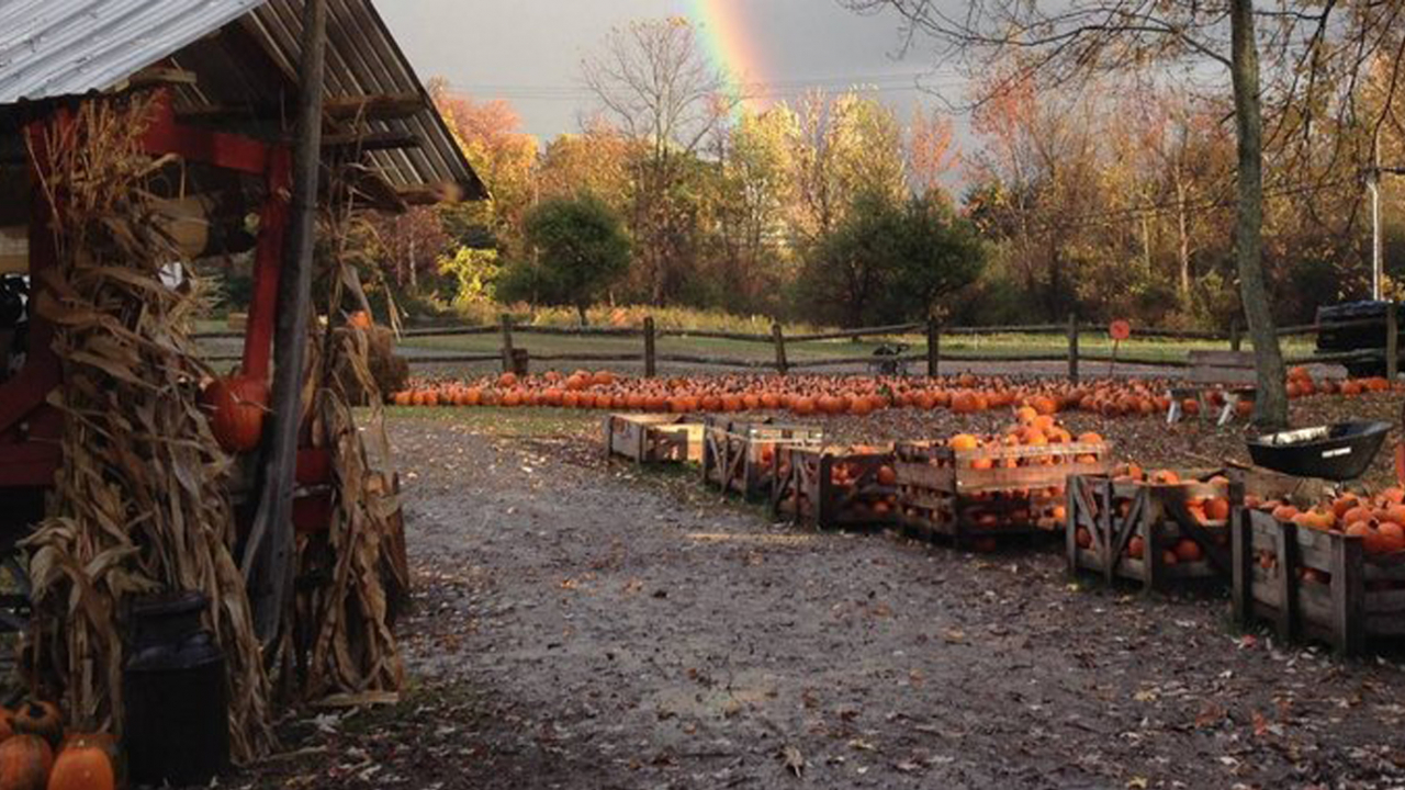 Pumpkin Hollow's pumpkin patch in the fall with a rainbow in the background