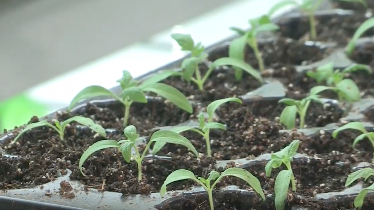 Tomato Plants on a tray inside the Brady Farm's packing shed.