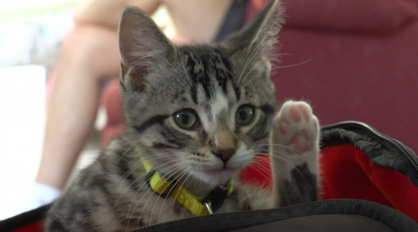 A kitten plays in the Pawsitivitea Cat Cafe. People are able to interact with the cats in the cafe and even have the adoption of adopting them.