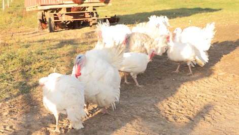 Turkeys ahead of Thanksgiving