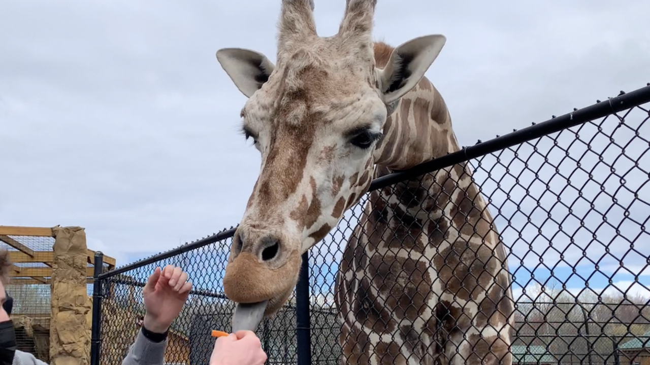 Zoo visitor feeds giraffe.