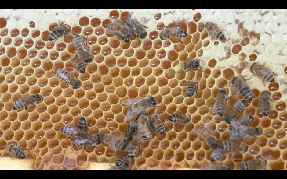 honeycomb with bees