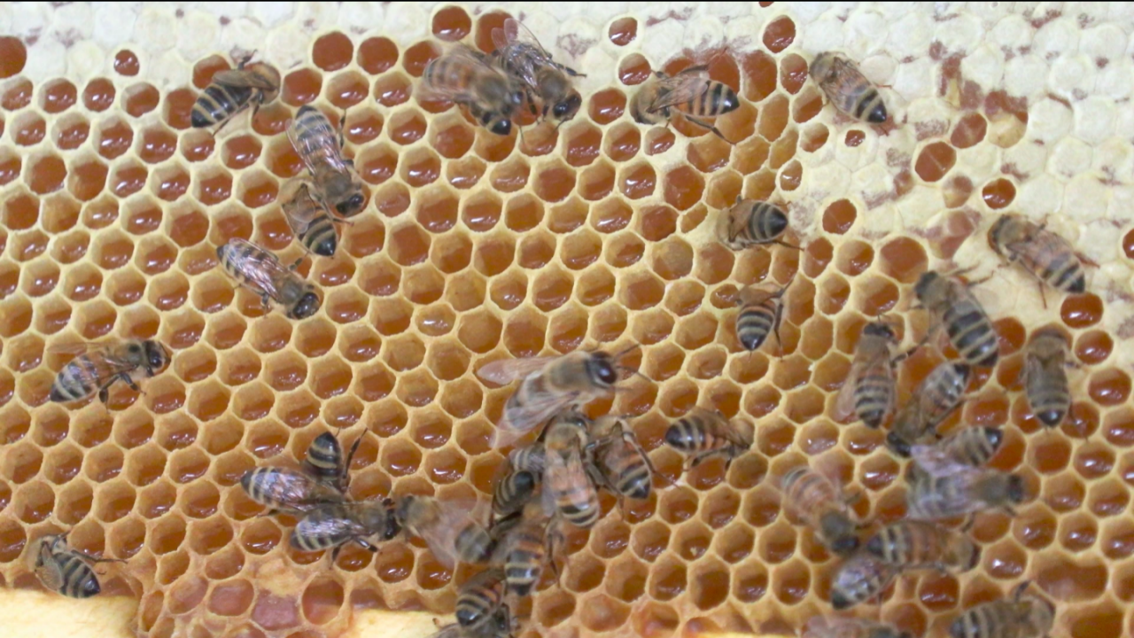 bees in honeycomb