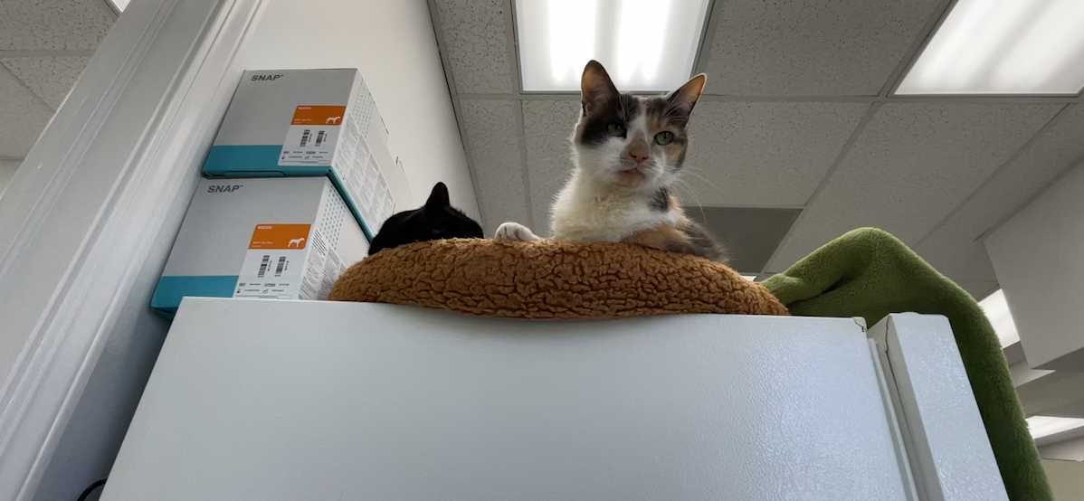 » Vet Shortage in Central New York