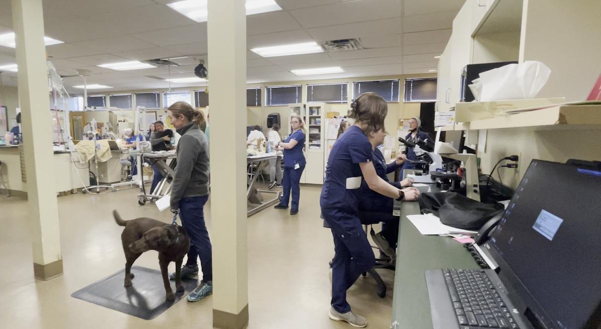 » Vet Shortage in Central New York