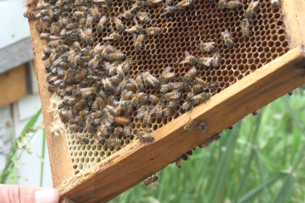 A queen bee walks through her worker bees in her hive.