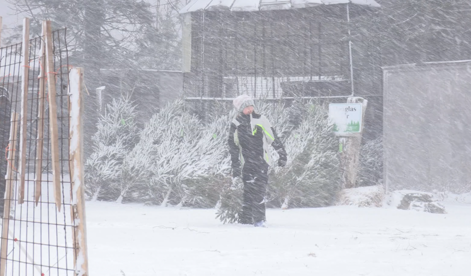» Consider Buying a Real Christmas Tree Locally