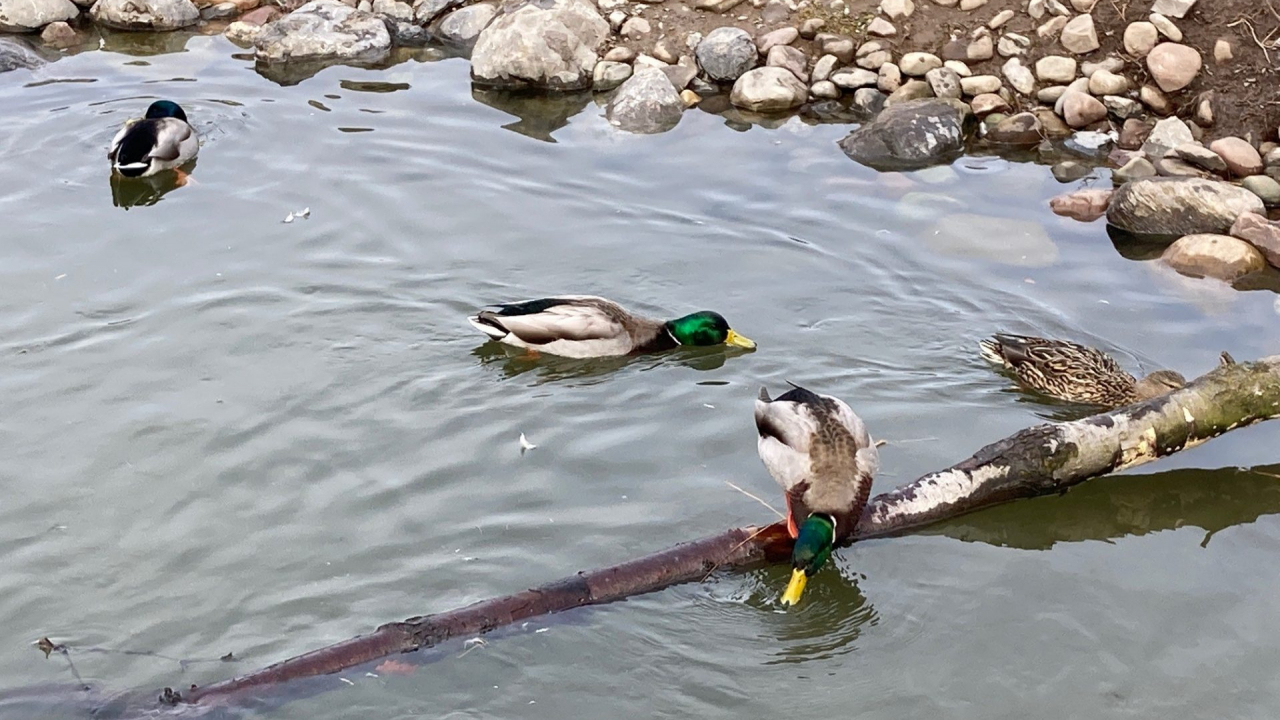 Ducks swim in pond at Rosamond Gifford Zoo