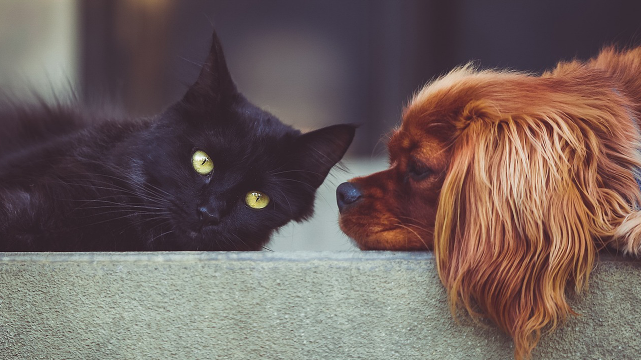 a ruby caviler spaniel sniffs a black cat