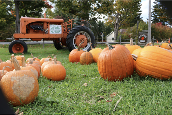 Pumpkins at the farm, along with the tractor to take pictures on.