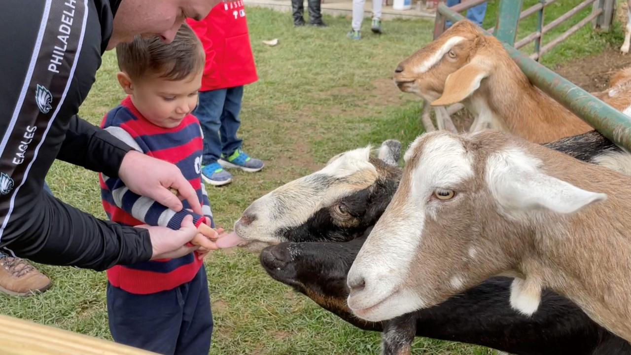Young child feeds goat with his father