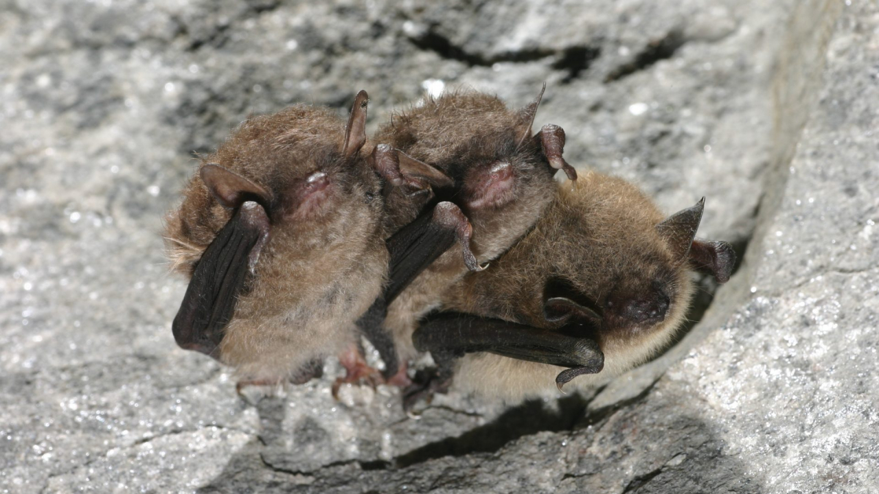 three bats curl up on a cave wall