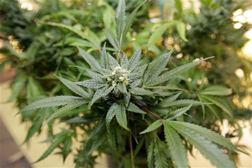 A marijuana plant growing.