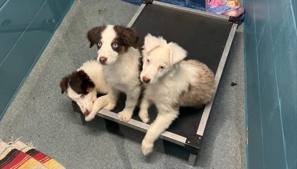 A trio of Australian Shepherd puppies at the shelter