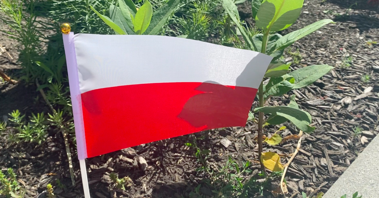 The Polish Flag sitting in a garden at the Polish Festival.