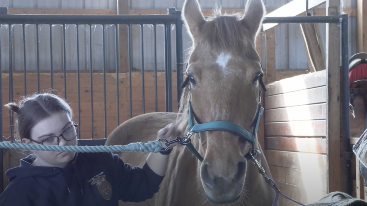 Girl brushes horse