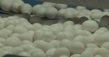 Eggs are examined by staff at Hudson Egg Farms.